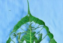 Ramu paints the image of Shiva on a Rave leaf